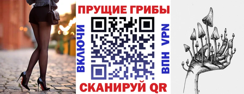 Купить  Сенгилей  Псилоцибиновые грибы Psilocybe 